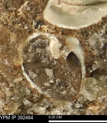 Protocardia subquadrata