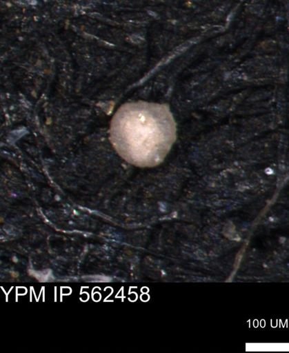 Foraminiferida