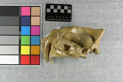 Hoplophoneus primaevus