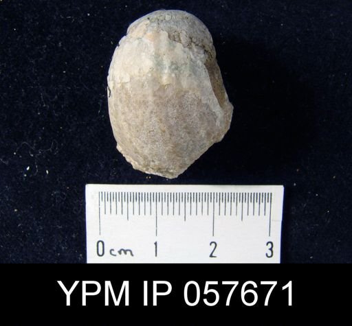 Gypidula coeymanensis