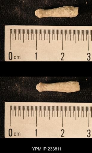 Archaeocidaris sp.