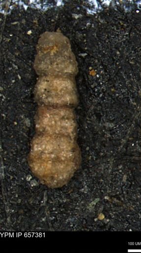 Ammobaculites euides