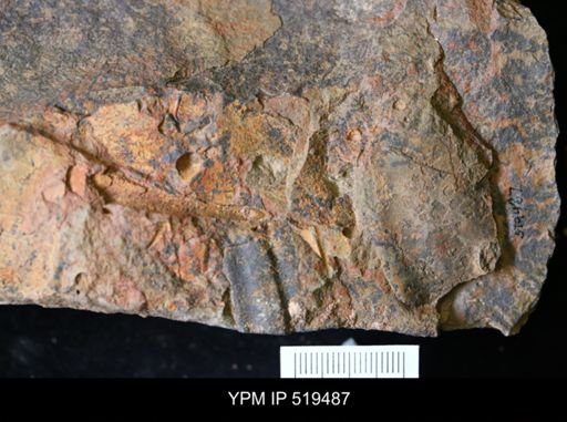 undet. Trilobita