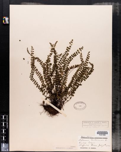 Asplenium trichomanes