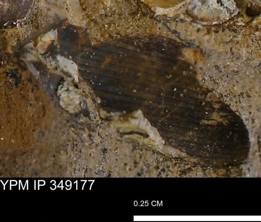 undet. Mollusca