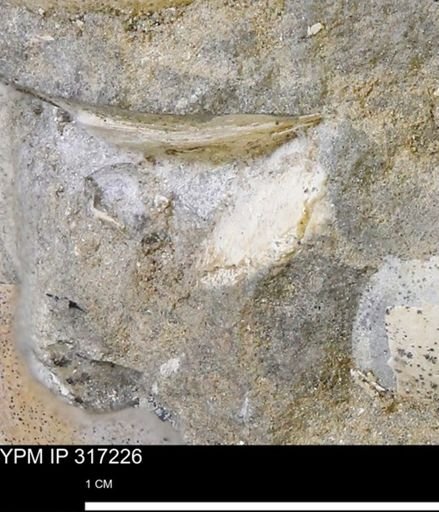 undet. Mollusca
