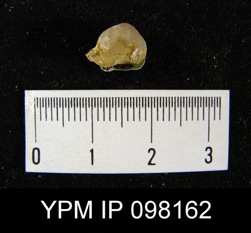 Gypidula roemeri simplex