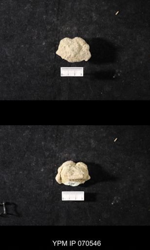 Favosites louisvillensis