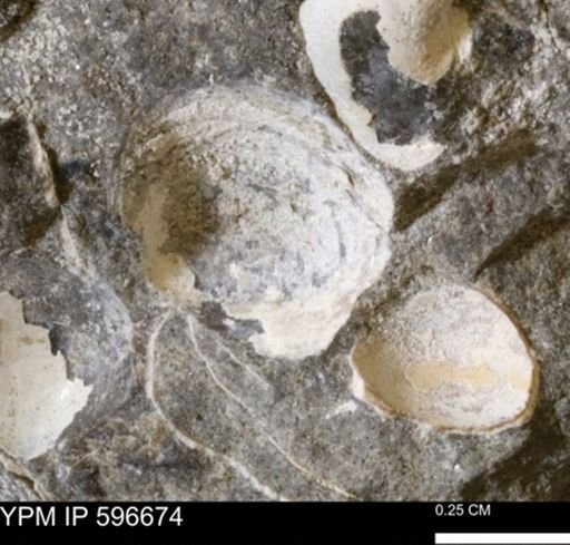 Limopsis striatopunctatus