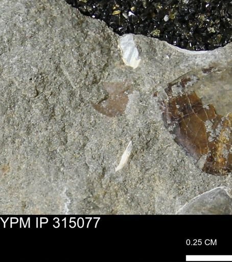 undet. Scaphitidae