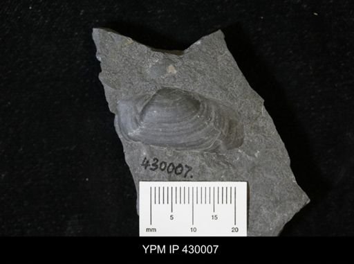 Tellinopsis subemarginata