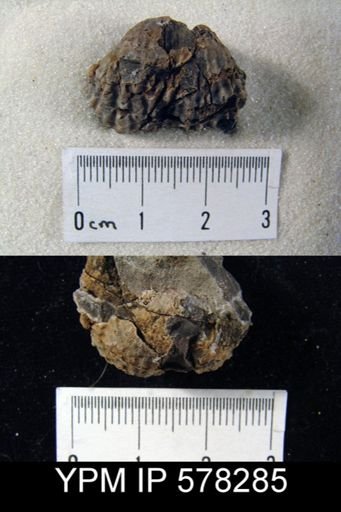 Productus occidentalis