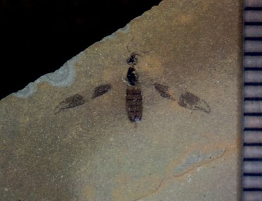 undet. Nematocera