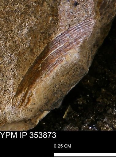 undet. Mollusca