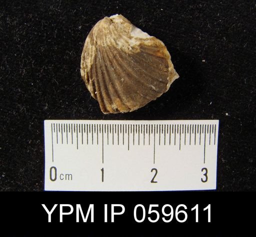 Camarotoechia sp.