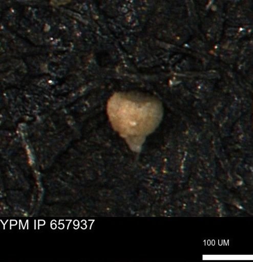 Clathrocyclas (Clathrocyclas) irrasa