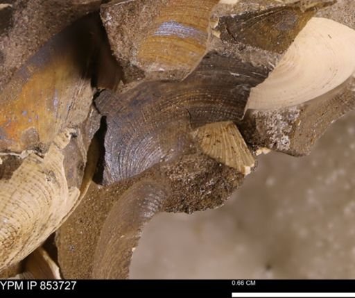 Limopsis striatopunctatus
