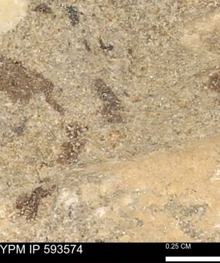 taxon undetermined