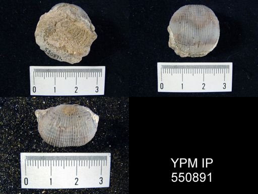 Antiquatonia gallatinensis