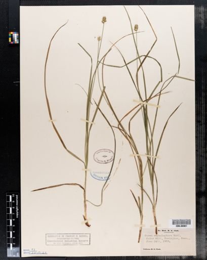 Carex cephalophora