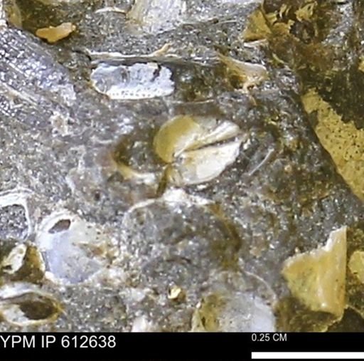 Protocardia sp.