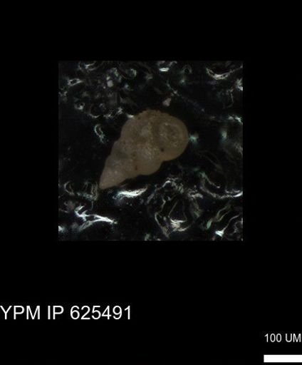 undet. Heterohelicidae