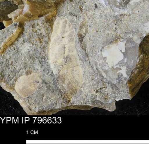 undet. Mollusca