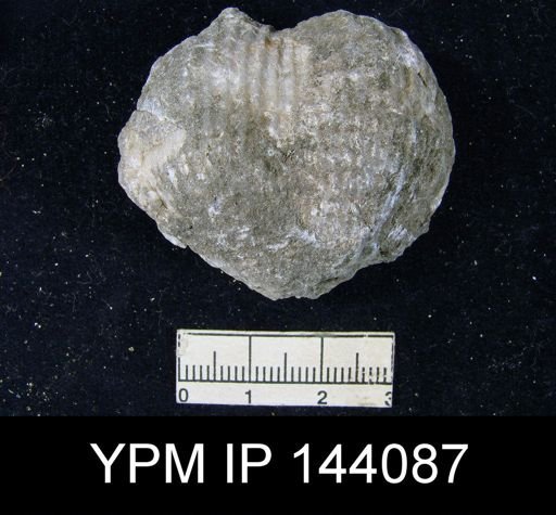 Productus (Dictyoclostus) spiralis