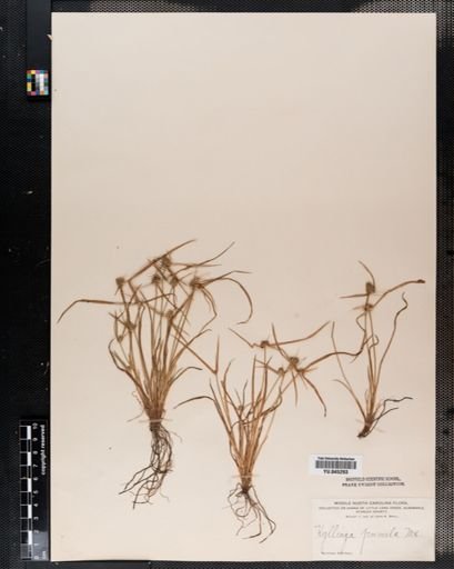 Plantae