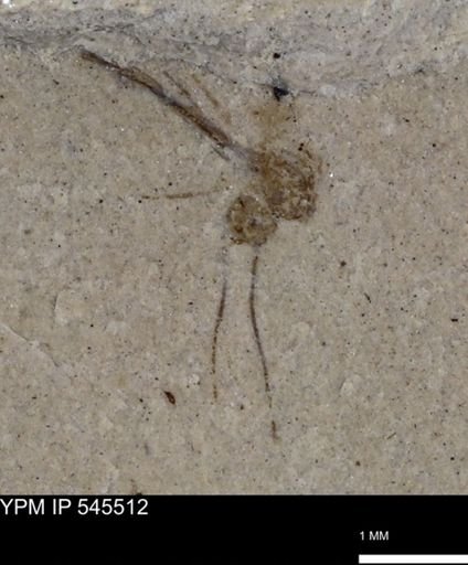 undet. Insecta