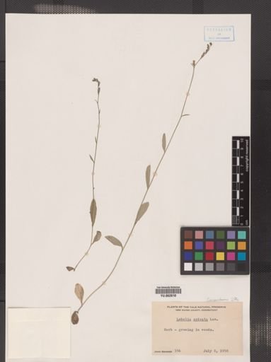 Lobelia spicata