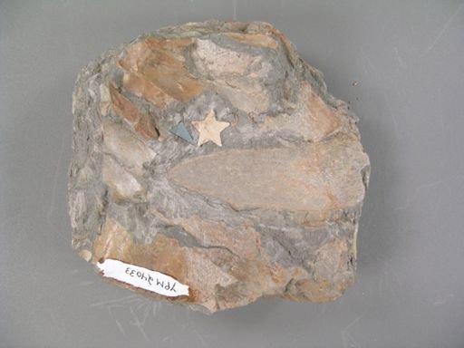 Sphenozamites robustus