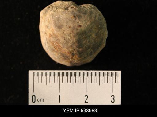 Rafinesquina minnesotensis