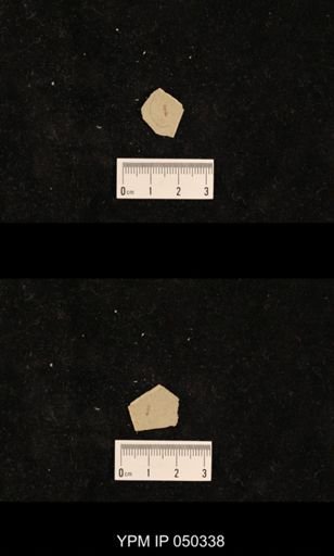 undet. Hexapoda