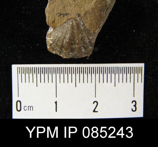 Crispella elegans