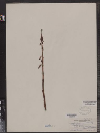 Corallorhiza maculata