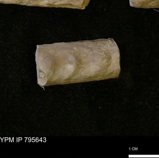 Baculites sp.