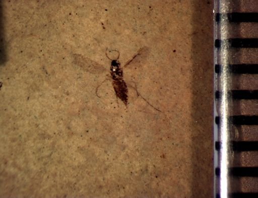 undet. Diptera