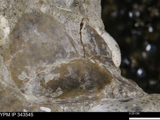 undet. Bivalvia