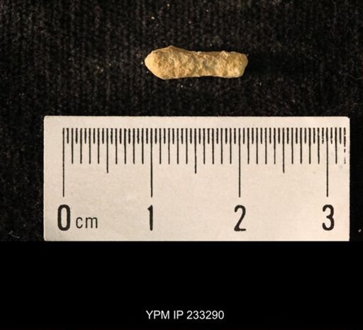 Archaeocidaris sp.