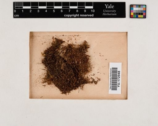 Plantae