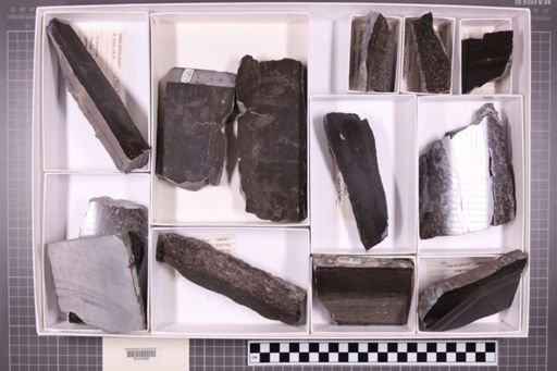 mixed taxa, stratigraphic collection