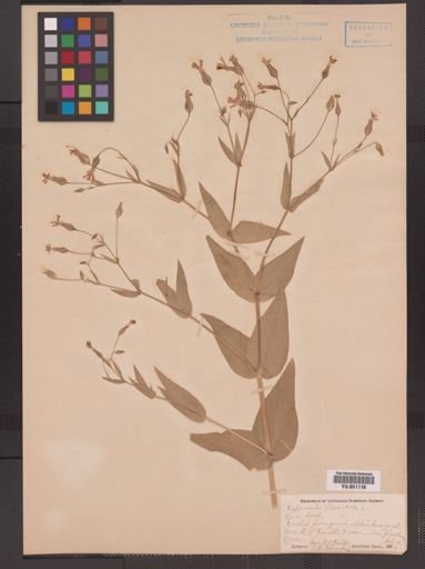 Saponaria vaccaria