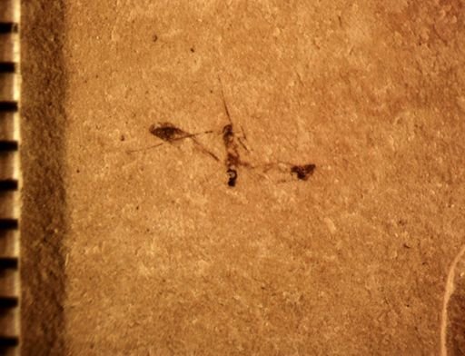 Psocoptera?