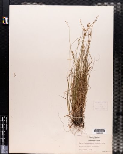 Carex brunnescens