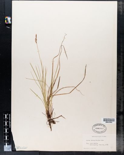 Carex pensylvanica