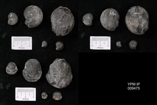 Tropites dilleri