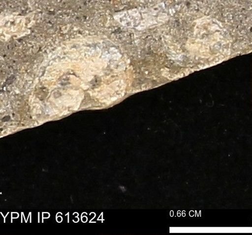 Scaphites sp.