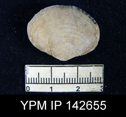 Athyris subexpansa