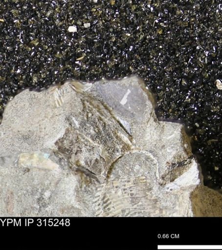 undet. Scaphitidae